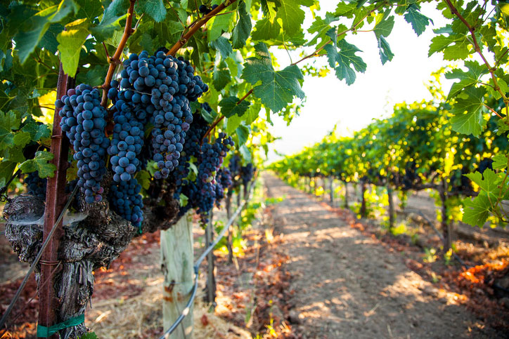 napa valley grapes